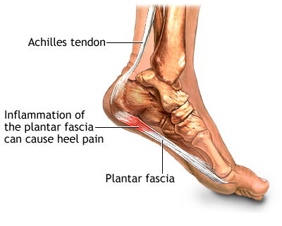 Plantar Fascia