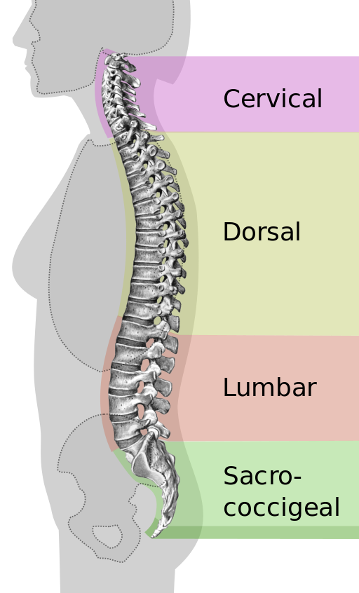 spinal-column-curvature