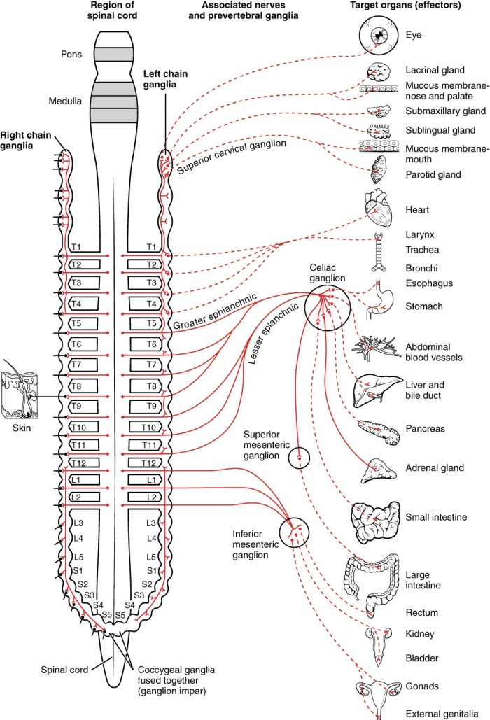 Connections of the Sympathetic Nervous System