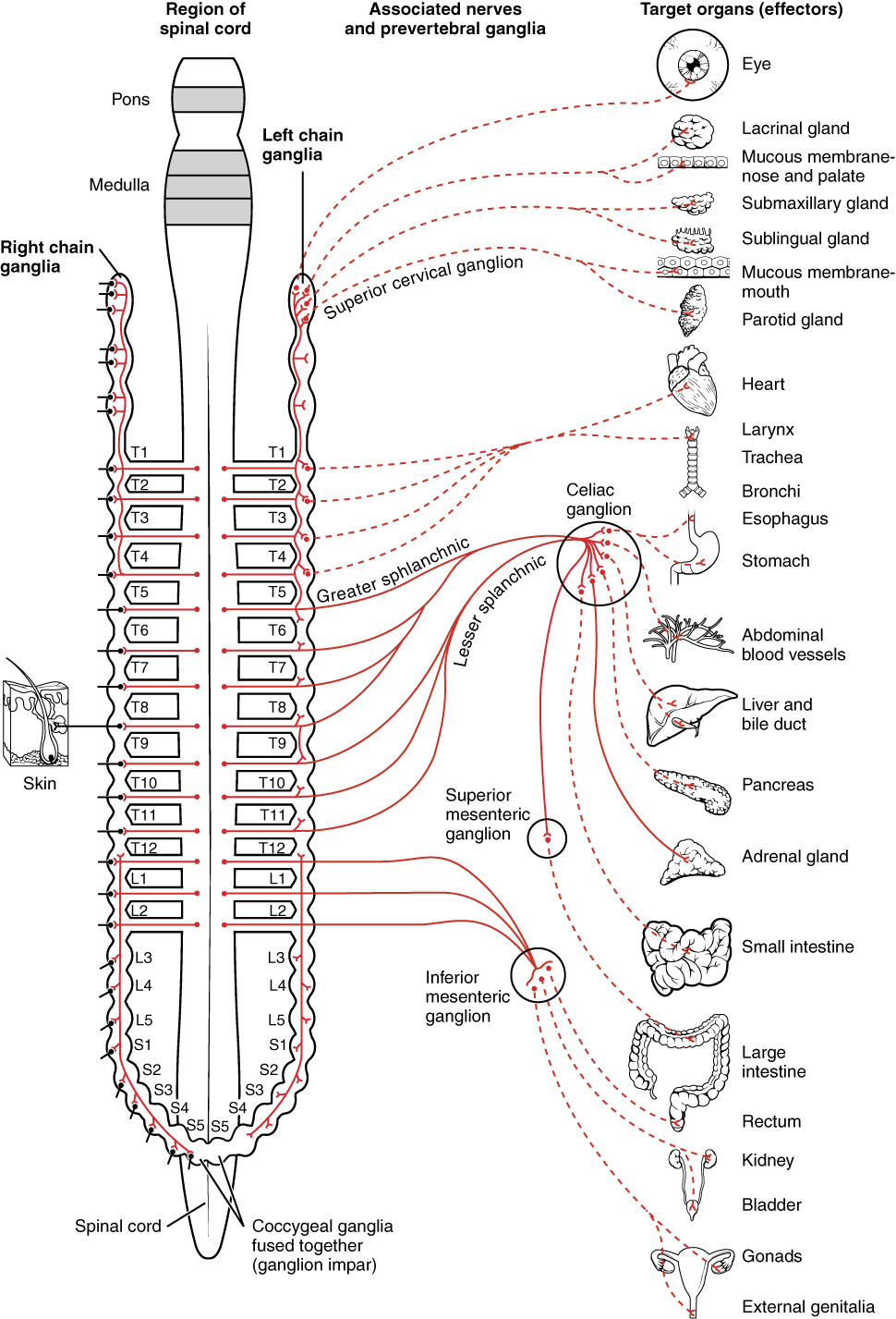 Take Care of Your Spine Well – It is Connected to Your Internal Organs