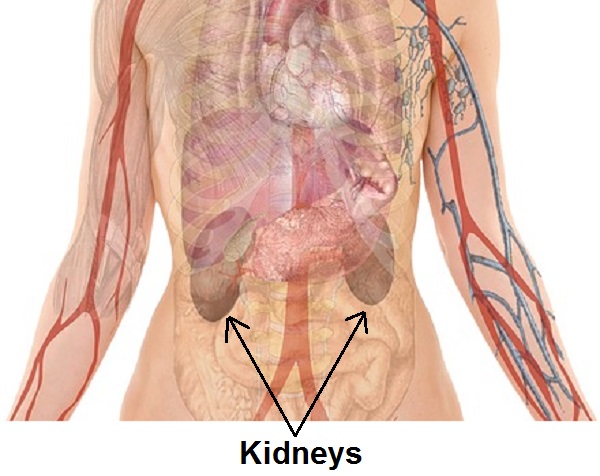 human-kidneys