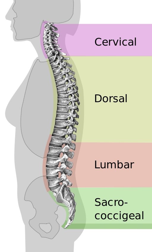 When Can Chiropractic Help and When It Cannot